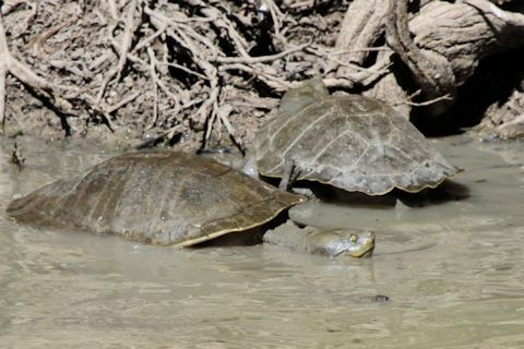 Murray River Turtle (Emydura macquarii)